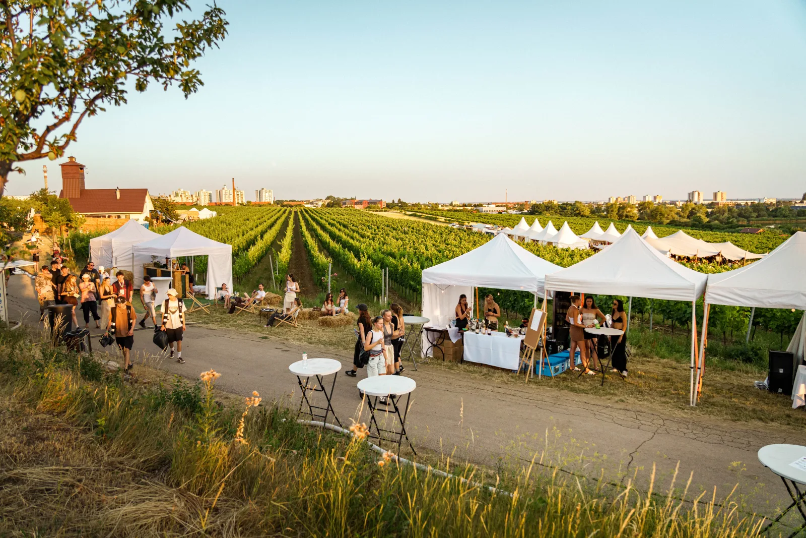 Areál Ženy Víno Funk s vinicami